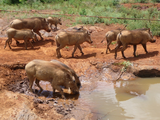 kenya 253 (640x480)